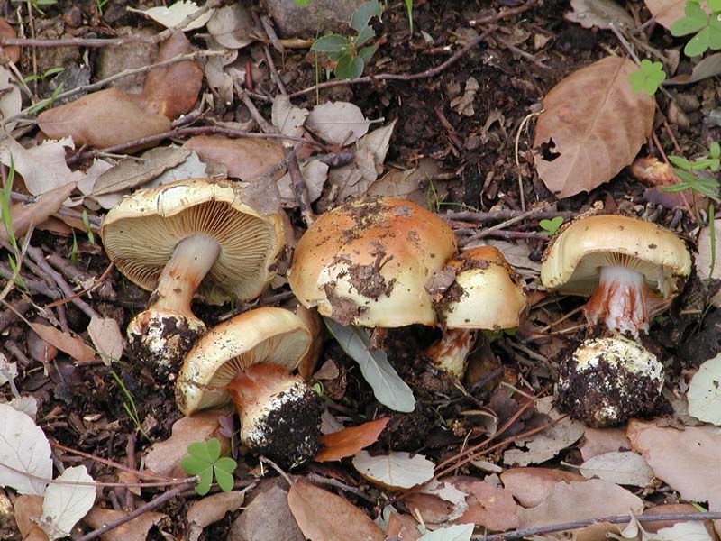 Cortinari nebrodensi (gruppo 3�)